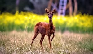 Preview wallpaper roe deer, wild animal, wildlife