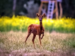 Preview wallpaper roe deer, wild animal, wildlife