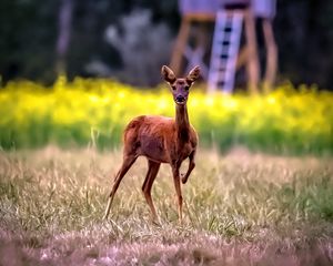 Preview wallpaper roe deer, wild animal, wildlife