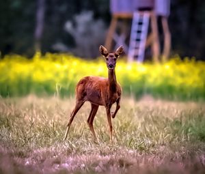 Preview wallpaper roe deer, wild animal, wildlife