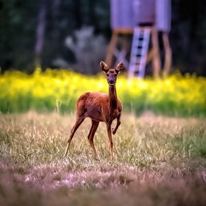 Preview wallpaper roe deer, wild animal, wildlife