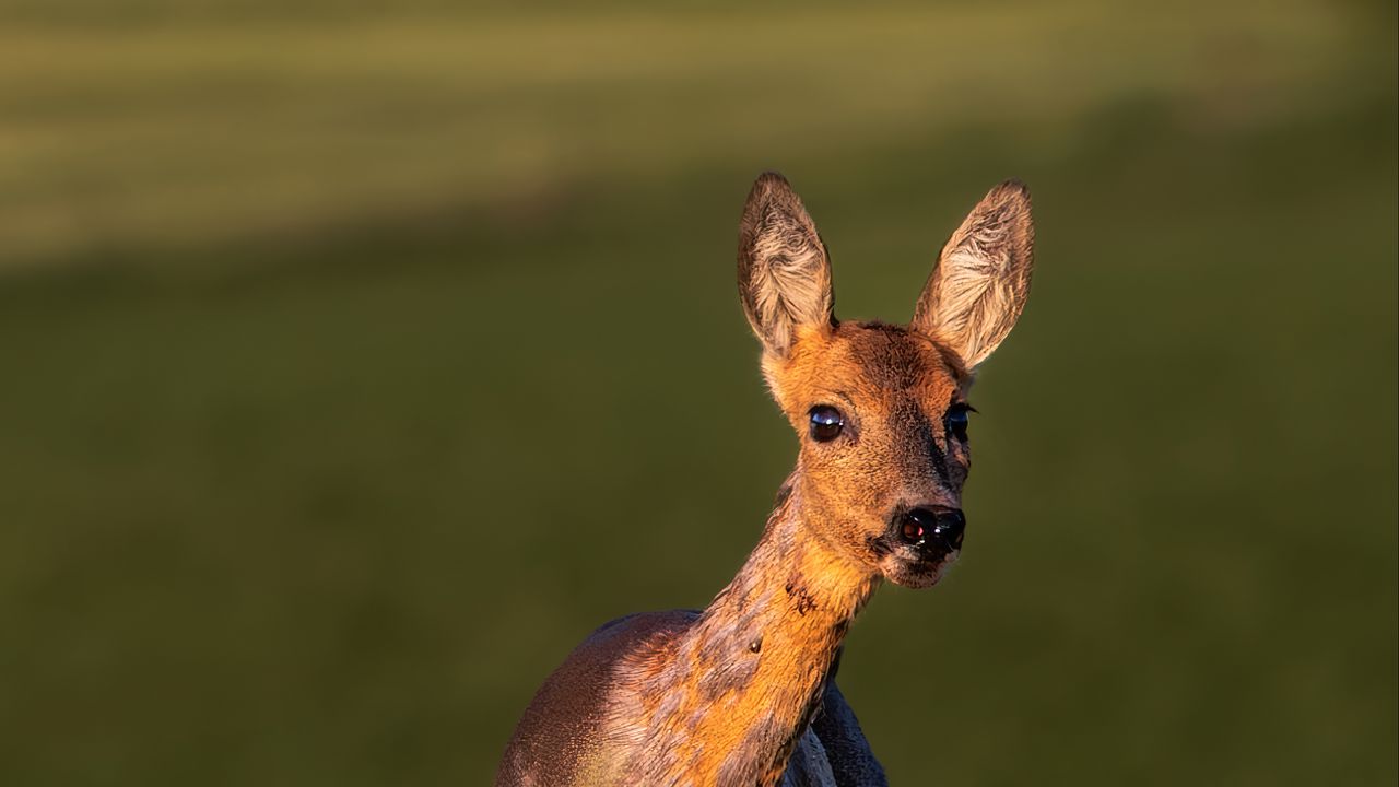 Wallpaper roe deer, wild animal, wildlife, animal, glance