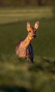 Preview wallpaper roe deer, wild animal, wildlife, animal, glance