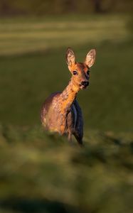 Preview wallpaper roe deer, wild animal, wildlife, animal, glance