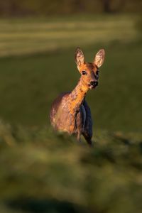 Preview wallpaper roe deer, wild animal, wildlife, animal, glance