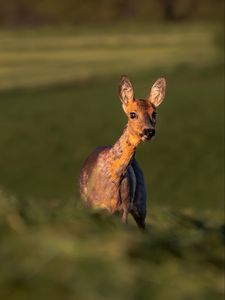 Preview wallpaper roe deer, wild animal, wildlife, animal, glance