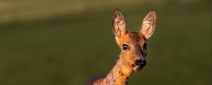 Preview wallpaper roe deer, wild animal, wildlife, animal, glance