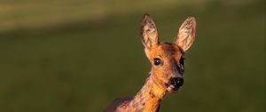 Preview wallpaper roe deer, wild animal, wildlife, animal, glance