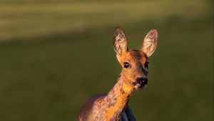 Preview wallpaper roe deer, wild animal, wildlife, animal, glance