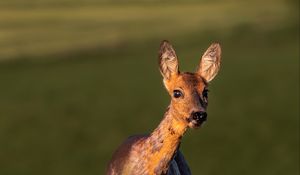 Preview wallpaper roe deer, wild animal, wildlife, animal, glance