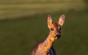 Preview wallpaper roe deer, wild animal, wildlife, animal, glance