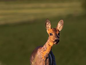 Preview wallpaper roe deer, wild animal, wildlife, animal, glance