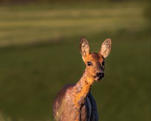 Preview wallpaper roe deer, wild animal, wildlife, animal, glance