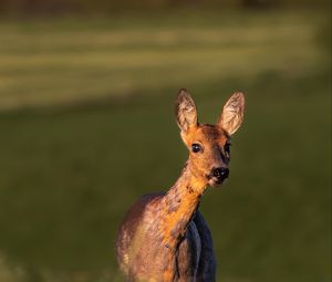 Preview wallpaper roe deer, wild animal, wildlife, animal, glance