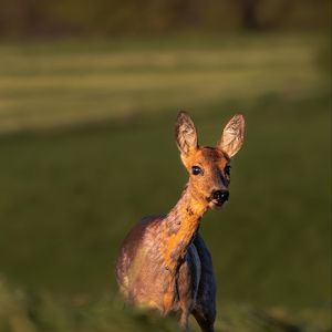 Preview wallpaper roe deer, wild animal, wildlife, animal, glance