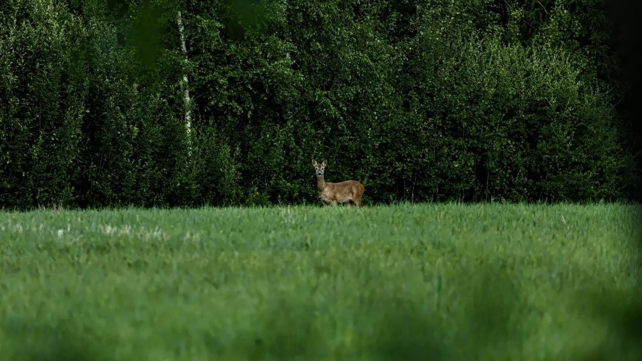 Wallpaper roe deer, wild animal, wildlife, grass