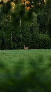 Preview wallpaper roe deer, wild animal, wildlife, grass