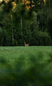 Preview wallpaper roe deer, wild animal, wildlife, grass