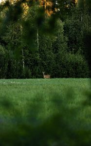 Preview wallpaper roe deer, wild animal, wildlife, grass