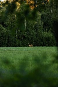 Preview wallpaper roe deer, wild animal, wildlife, grass