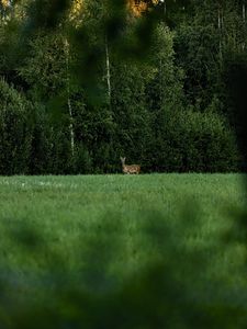 Preview wallpaper roe deer, wild animal, wildlife, grass