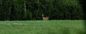 Preview wallpaper roe deer, wild animal, wildlife, grass