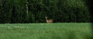 Preview wallpaper roe deer, wild animal, wildlife, grass