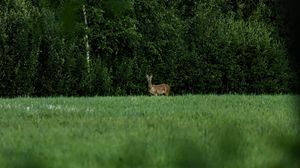 Preview wallpaper roe deer, wild animal, wildlife, grass