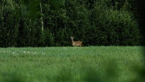 Preview wallpaper roe deer, wild animal, wildlife, grass