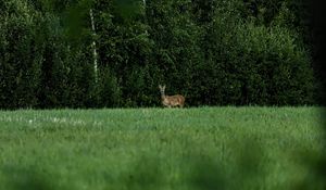 Preview wallpaper roe deer, wild animal, wildlife, grass