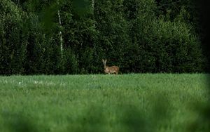 Preview wallpaper roe deer, wild animal, wildlife, grass