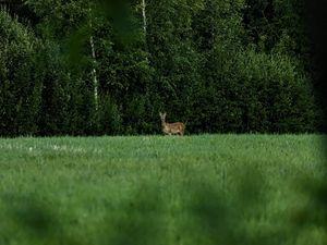 Preview wallpaper roe deer, wild animal, wildlife, grass