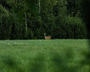 Preview wallpaper roe deer, wild animal, wildlife, grass