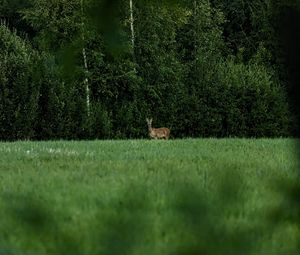 Preview wallpaper roe deer, wild animal, wildlife, grass