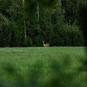 Preview wallpaper roe deer, wild animal, wildlife, grass