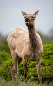 Preview wallpaper roe deer, wildlife, animal