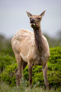 Preview wallpaper roe deer, wildlife, animal