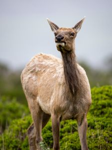 Preview wallpaper roe deer, wildlife, animal