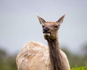 Preview wallpaper roe deer, wildlife, animal