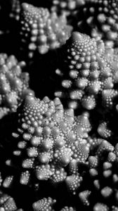 Preview wallpaper romanesco cabbage, fractal, macro, black and white