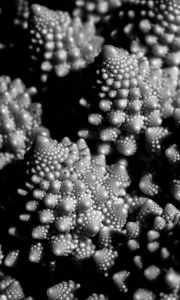 Preview wallpaper romanesco cabbage, fractal, macro, black and white