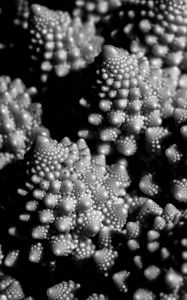 Preview wallpaper romanesco cabbage, fractal, macro, black and white