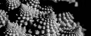 Preview wallpaper romanesco cabbage, fractal, macro, black and white
