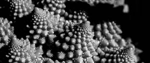 Preview wallpaper romanesco cabbage, fractal, macro, black and white