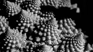 Preview wallpaper romanesco cabbage, fractal, macro, black and white