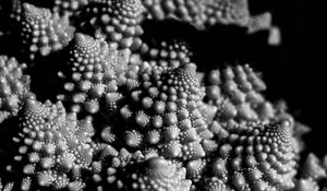 Preview wallpaper romanesco cabbage, fractal, macro, black and white