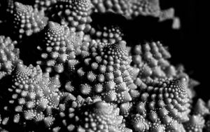 Preview wallpaper romanesco cabbage, fractal, macro, black and white