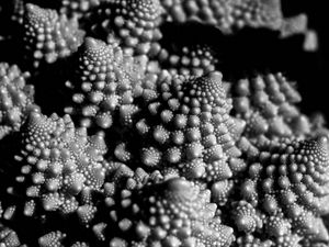 Preview wallpaper romanesco cabbage, fractal, macro, black and white