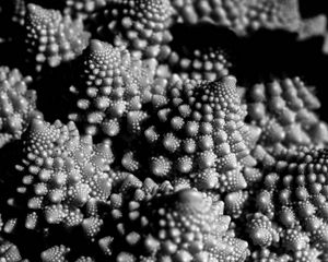 Preview wallpaper romanesco cabbage, fractal, macro, black and white