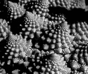 Preview wallpaper romanesco cabbage, fractal, macro, black and white